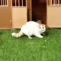 Exotic shorthair C