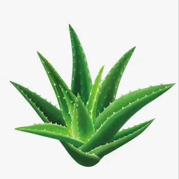 

Beauty Skin Care Detoxifying Aloe Vera100 pcs Gastrointestinal regulation