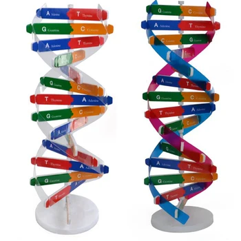 

1 set children Educational Toy DNA Double Helix Science ularization Teaching Models Teaching Tools For Kids Test Kit