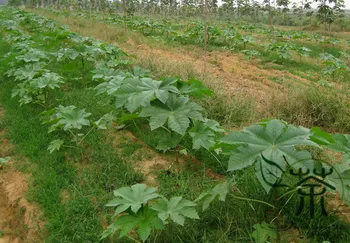 

Ricinus Communis Castor Oil-Plant Castor Bean Bi Ma