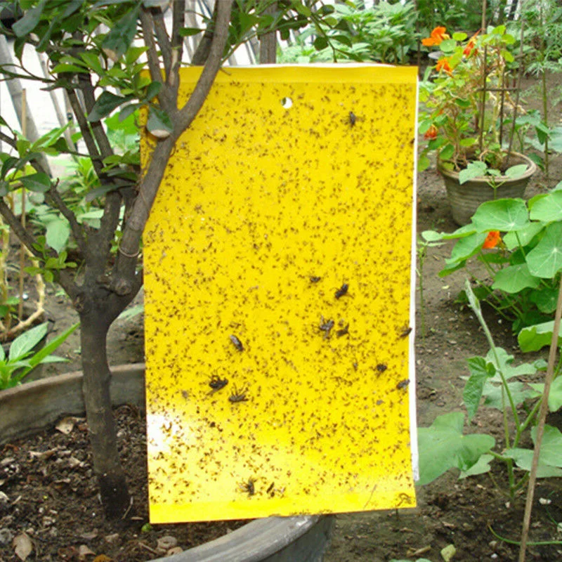 

Flies Sticky Paper Trap Catchers Glue Board Home Pest Control Fly Insects Catching Pests Garden Supplies