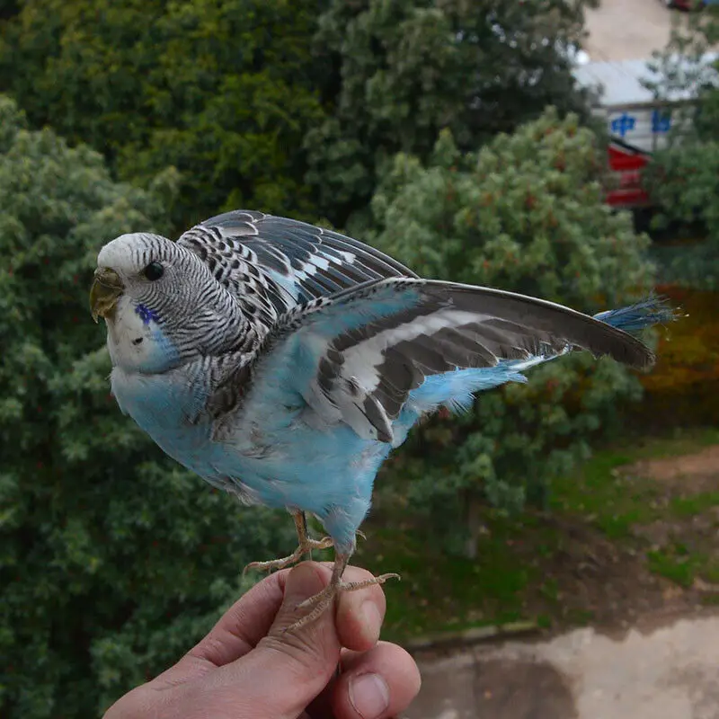 Taxidermy stuffing Eurasian Blue colour Melopsittacus undulatus / Budgerigar Budgie Parrot specimen Teaching / Decoration Taxidermy stuffing Eurasian Blue colour Melopsittacus undulatus / Budgerigar Budgie Parrot specimen Teaching / Decoration
