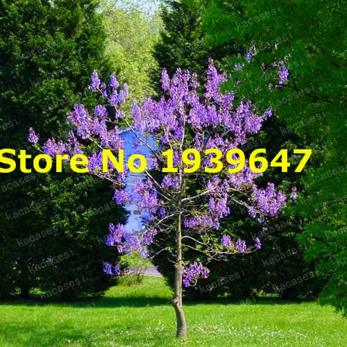 

200pcs / bag paulownia, Empress Royal Tree (Paulownia tomentosa), ourdoor plants potted plants home garden