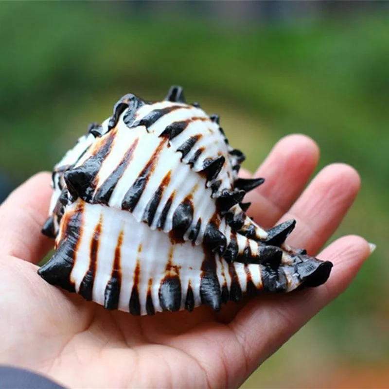 11-13cm Natural Black White Bone Snail Mediterranean Home Fish Tank Platform Landscape Coral Conch Shells Creative Craft Gift