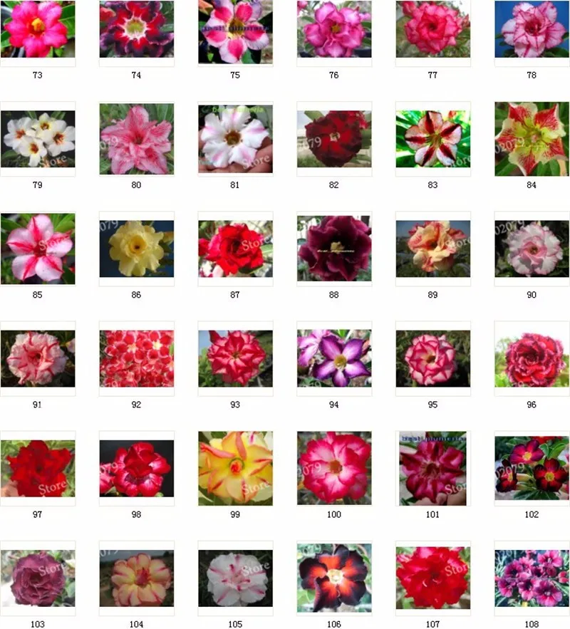 Настоящий Adenium obesum flores, 12 шт., растения в виде Розы в пустыне, 100 видов смешанных бонсай, многолетние растения для дома и сада