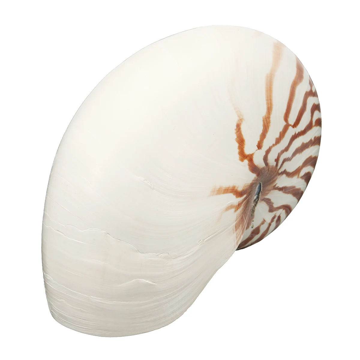 17-19cm Natural Tutufa Rubeta Large Beach Seashell Nautical Home Decoration Crafts Gifts Fish Tank Aquarium Accessories