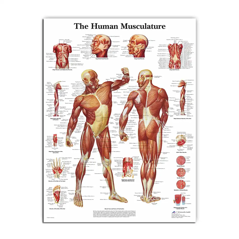 Medical Science Muscle System Poster Silk Cloth Anatomy Chart Human Body School