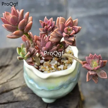 

Ngryise 1Pcs A Set Cluster Graptosedum Bronze