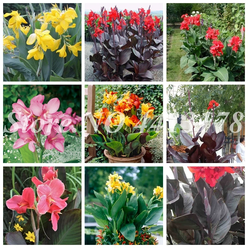 100 искусственный Декор Canna Lily|Цветочные горшки и кадки| |