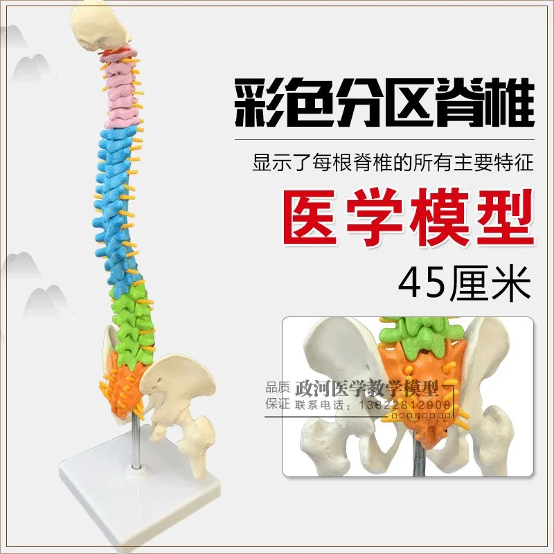 

Human Spine Unisex Vertebrae Unisex Hip Unisex Pelvis Unisex Neck