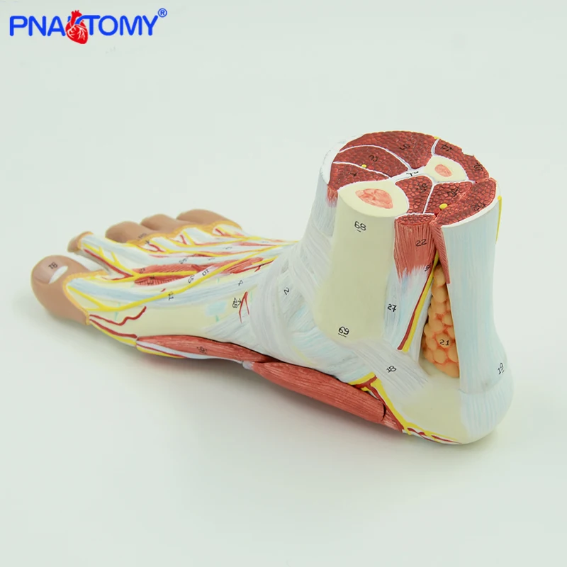 Life-Size Foot Anatomy Model 4