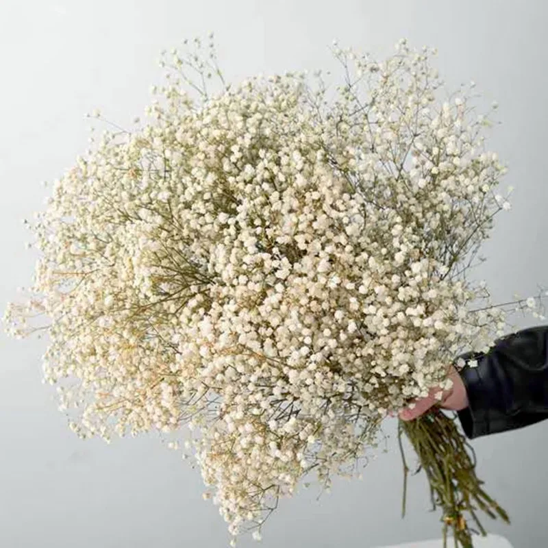 Flores secas naturales preservadas Gypsophila Paniculata, flor seca  BabysBreath, accesorios de decoración para casa de boda - AliExpress