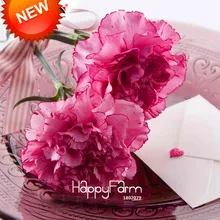 Большая распродажа! 200 шт./партия светлая гвоздика с красной кромкой бонсай в горшках во дворе садовые растения Dianthus Caryophyllus Цветочные плантации,#037M2