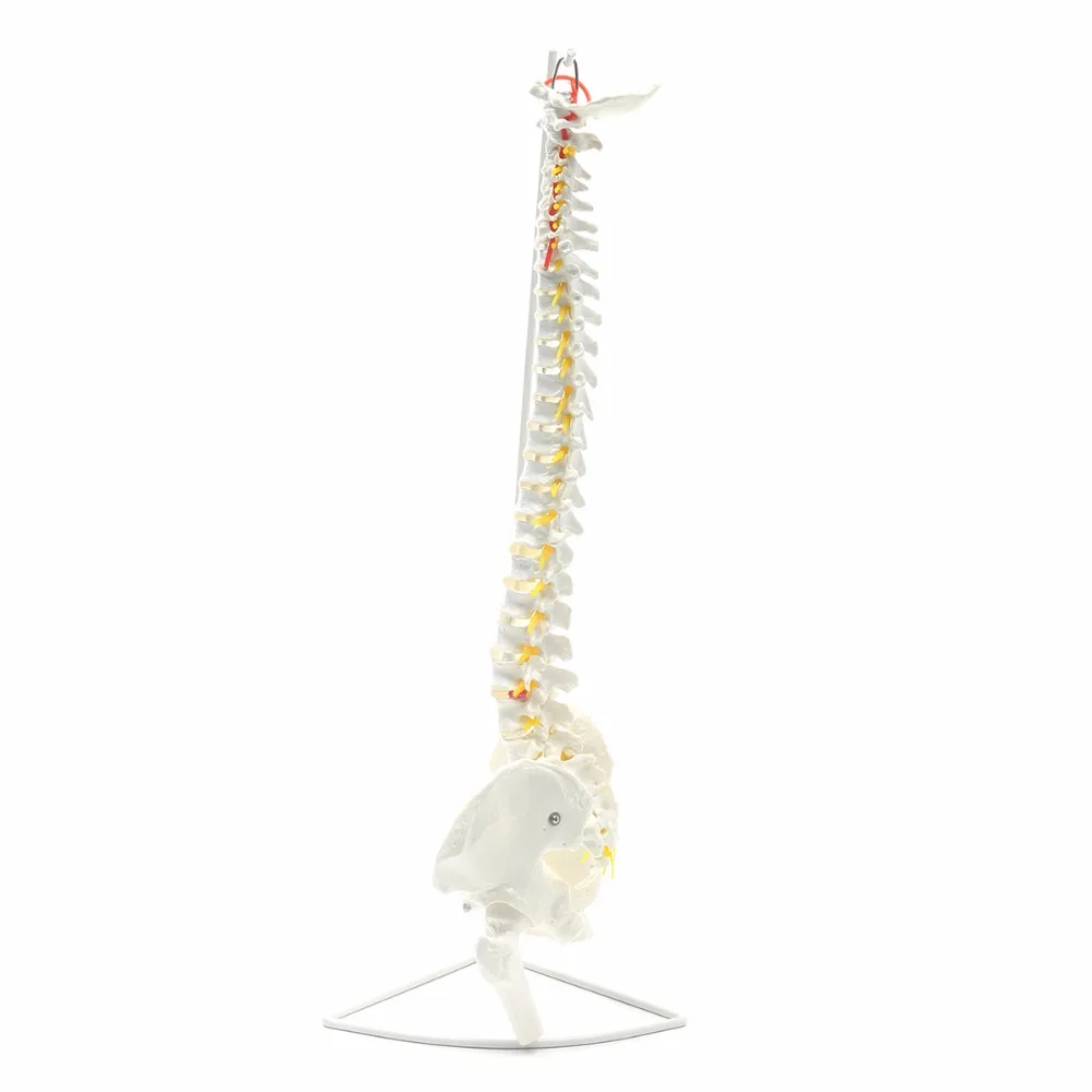 Professional-Human-Spine-Model-Flexible-Medical-Anatomical-Chiropractic-W-Stand (4)