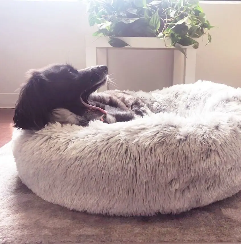Soft Dog Bed Round Washable Long Plush Dog Kennel Cat House Velvet Fluffy Mats For Samll large Dogs Basket Pet Sleep luxury Bag Soft Dog Bed Round Washable Long Plush Dog Kennel Cat House Velvet Fluffy Mats For Samll large Dogs Basket Pet Sleep luxury Bag