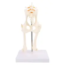 Articulation lombaire Canine de hanche de chien avec l'aide de modèle de fémur