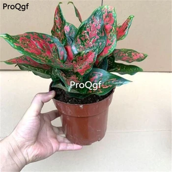 

Ngryise 1Pcs A Set Aglaonema ruyi