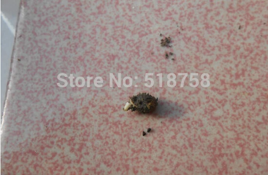 Натуральная! 10 шт Свежие Редкие тропеоловые Nasturtium S Easy ing flower S(15-F0023