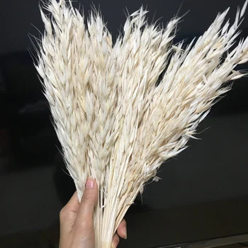 

60pcs/30cm Nature Dried Flower,Real Oats Ear Branch for DIY Wedding Home Room Valentine's Day Gift Decoration