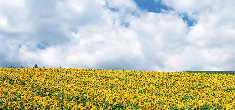 向日葵花海背景背景图片素材免费下载 图片编号qngvgxgb Pngbag素材网