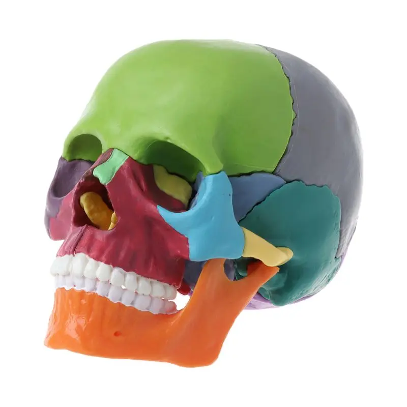 15 шт./компл. 4D съемный человеческий взрослый череп модель разобранный Цвет Череп анатомический модель съемный медицинский обучающий