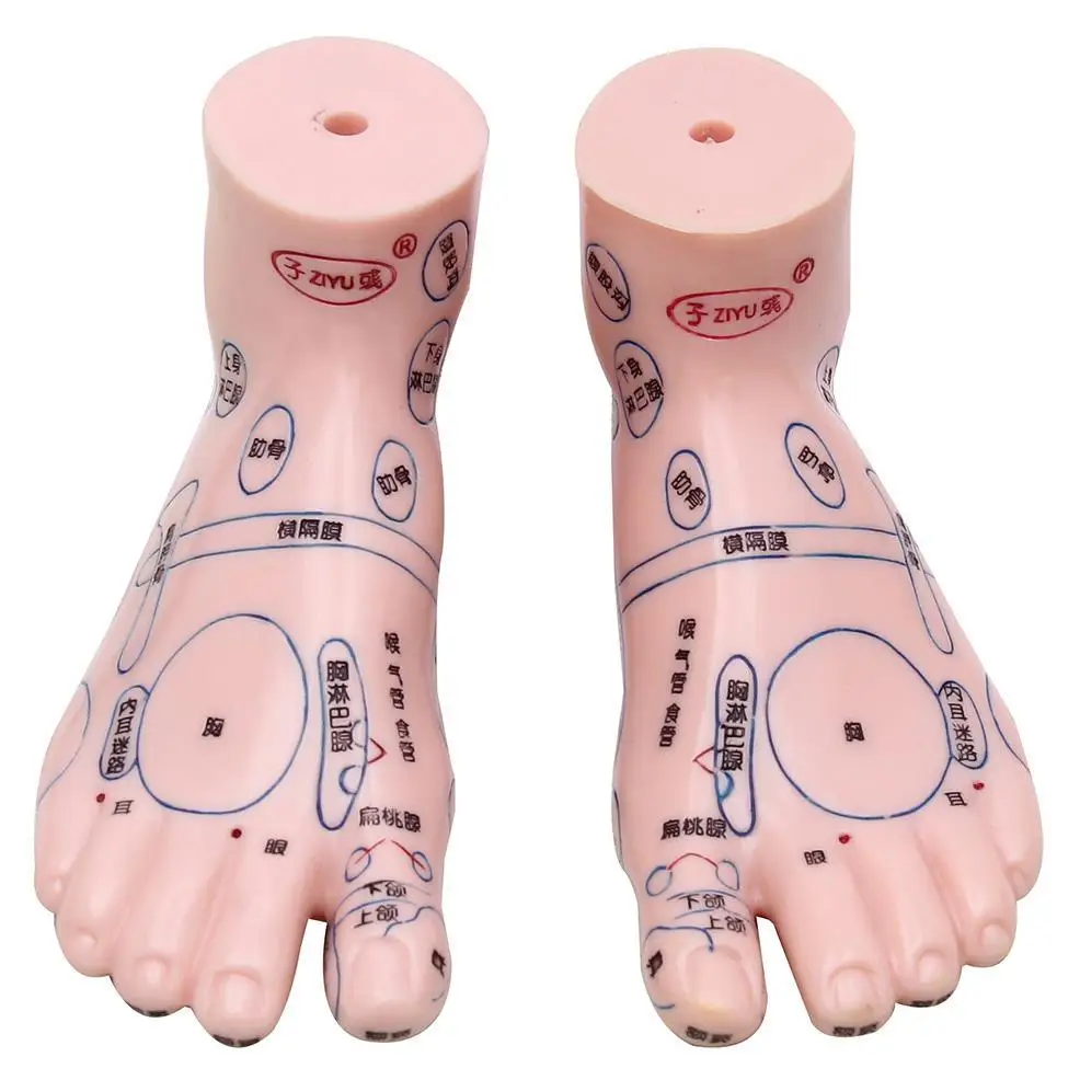 

Reflex Zone Foot Acupuncture Point Model Acupuncture and Chinese Medical Specific Model Sculpture PRO Teaching Tools