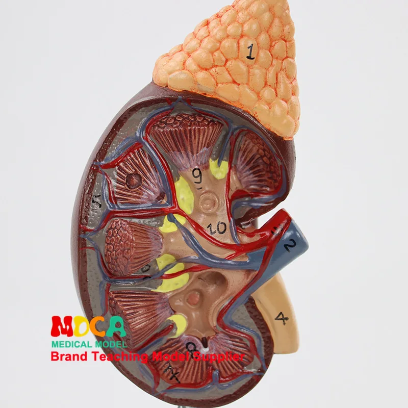 Human Urinary Section Natural Large Kidney Model Urinary System Renal Structure Medicine Teaching Msz002