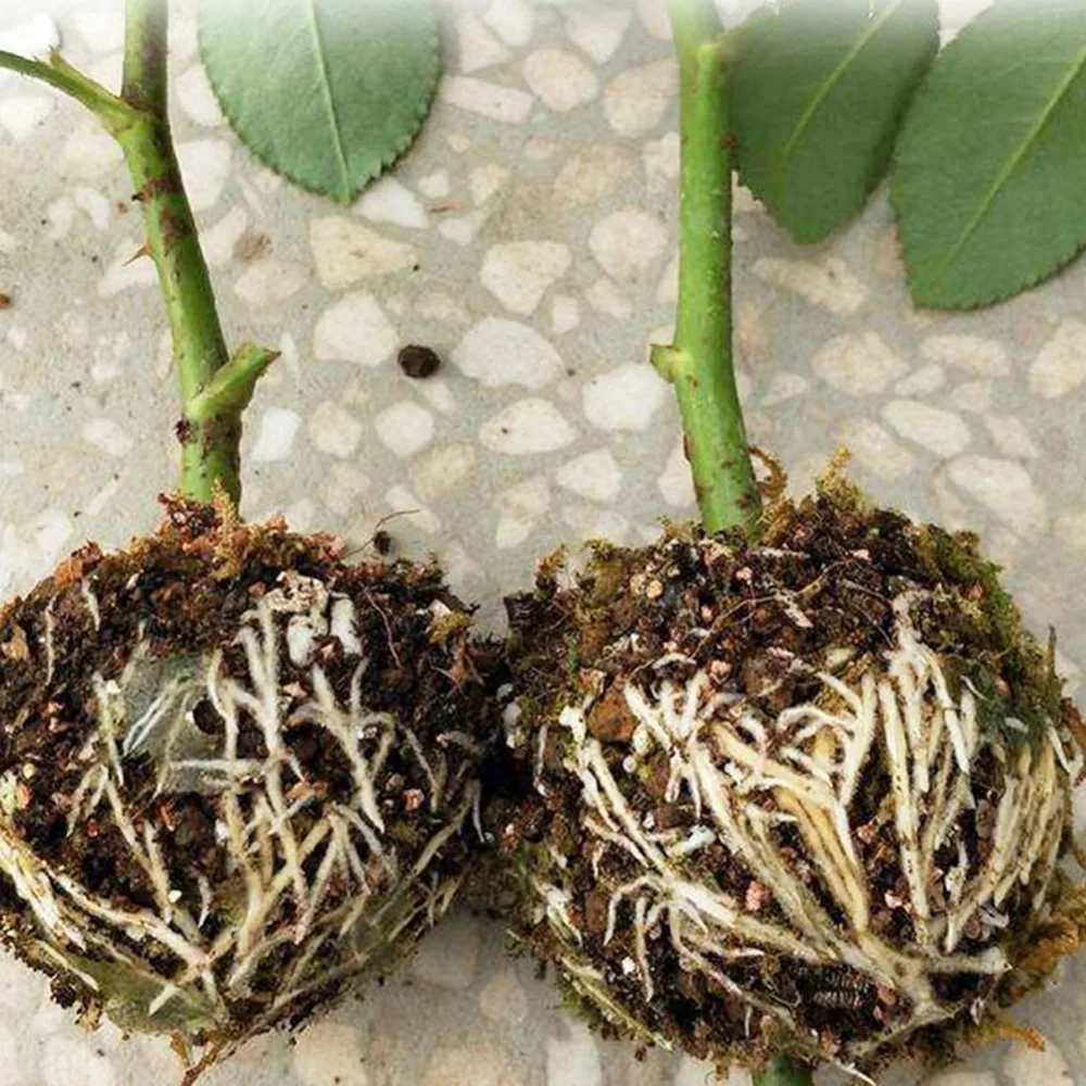 15508804698_657607629