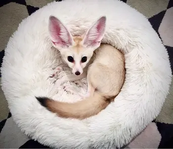 

Enough in Stock Pet Bed Fluffy Luxe Pet Bed for Dogs & Cats, Anti-Slip, Waterproof Base Durable 40-100cm