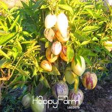 100 шт./лот! дыни Пепино бонсай, без ГМО, органические фрукты сад