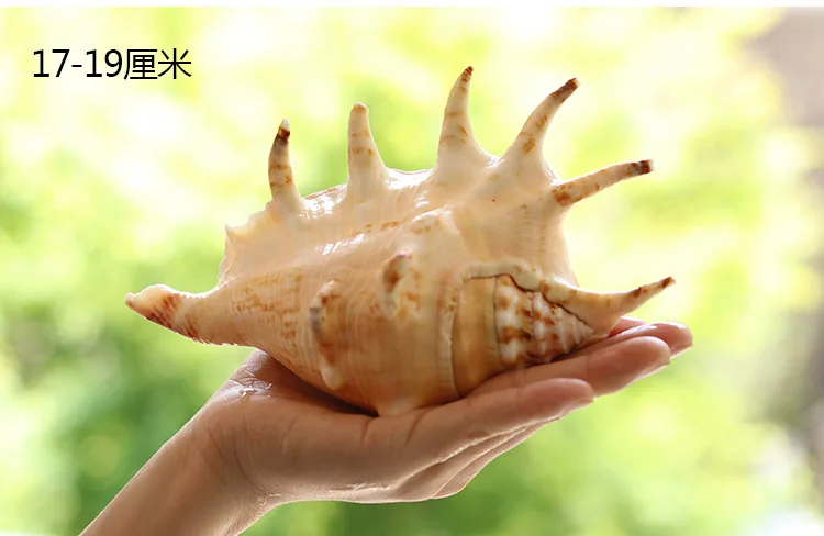 Seven-Horned Natural Conch Creative Gifts Mediterranean Home Decoration Fish Grass Jar Micro-landscape Landscaping Decoration