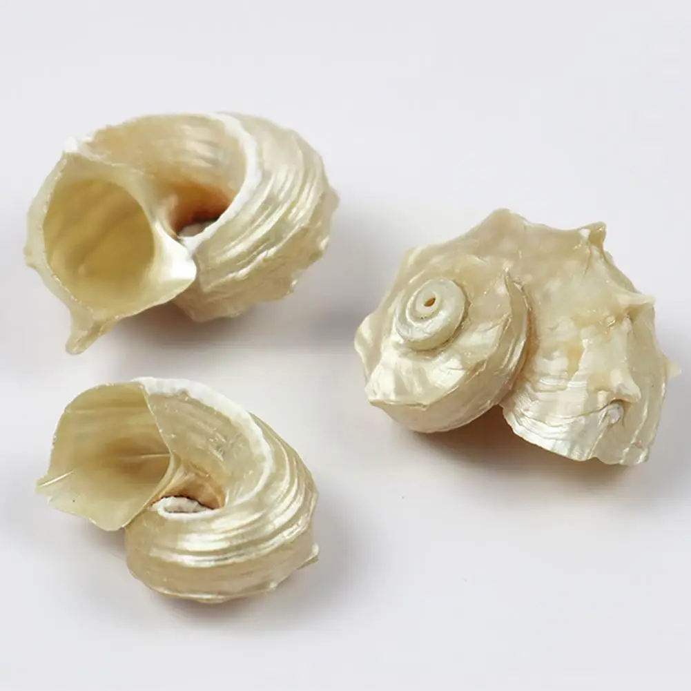 Natural Shell Ornaments Mediterranean Seashells Decorative Large Sea Specimen Thorn