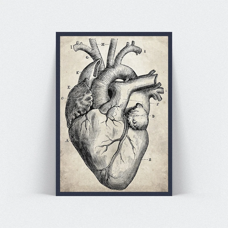 Picture Canvas Printed Painting Hand Drawn Human Heart Anatomical ...