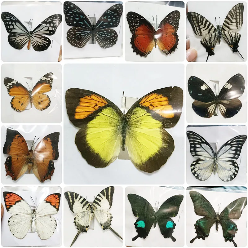 Carefully Selected Butterfly Specimens Real Insect Teaching Spreading Wings Home Decor Multiple Style Choose | Дом и сад