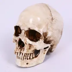 Костюмы на Хэллоуин и реквизит Модель 1:1 модель черепа из полимера ужас Творческий Череп украшения зубы от