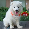 Pet Products
