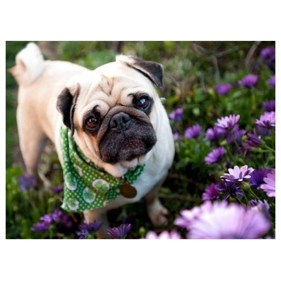 5D Diy Diamond Painting pug dog Crystal Cross Stitch Needlework Home Decorative 3D Full Square Round Embroidery pet L319 | Дом и сад