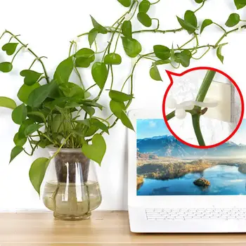

Invisible Wall Rattan Clamp Clip Plant Climbing Wall Clip Wall Vines Fixture Wall Sticky Hook Holder 100Pcs