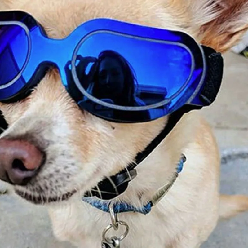 Stylish Sunglasses for Dogs