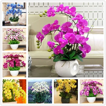 

Plants Blue Flowers Bath Salts Beautiful Cymbidium Essence 100Pcs XZZ-24