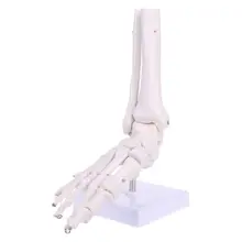 Life size Foot Ankle Joint Anatomical Skeleton Model for Medical Display Learning Tool human foot bone model foot sole joints of foot ankle tibia and fibula foot model department of orthopedics teaching for medical