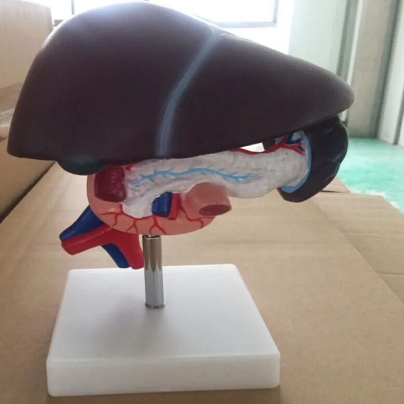 Chinon Liver Pancreas Duodenum Anatomy Model Medical Science Student Training Tools Supplies Human Anatomical Model BIX-A1053