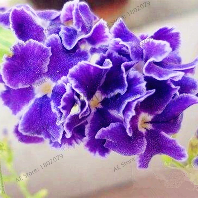 50 шт./пакет Фиолетовый Семена бонсай Matthiola Incana растения, многолетнее растение Садовый цветок Флорес для дома и сада, легко растить - Цвет: 9