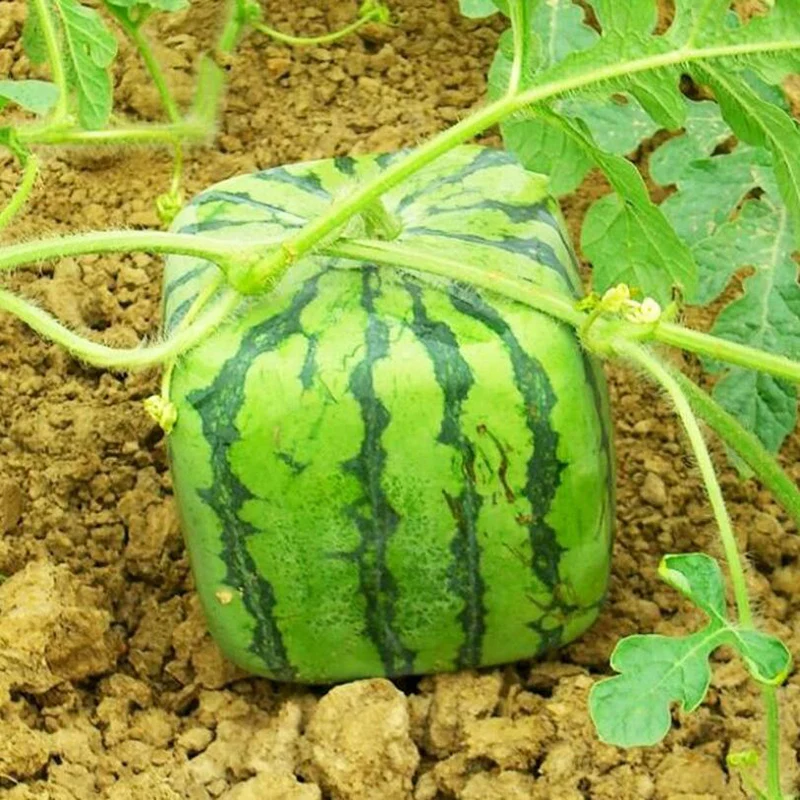 Garten Obst Wachstum Forming Quadratisch Wassermelone Shaping Form Durchsichtig 