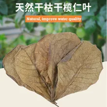 10/20/50 шт натуральный Terminalia Catappa Foetida листья остров миндаль листьев рыбы обработки очистки аквариумных резервуарах, уменьшающий содержание воды PH 10/20/50 шт натуральный Terminalia Catappa Foetida листья остров миндаль листьев рыбы обработки очистки аквариумных резервуарах, уменьшающий содержание воды PH