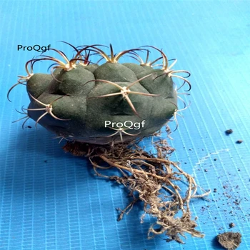 

Prodgf 3Pcs A Set Gymnocalycium pflanzii