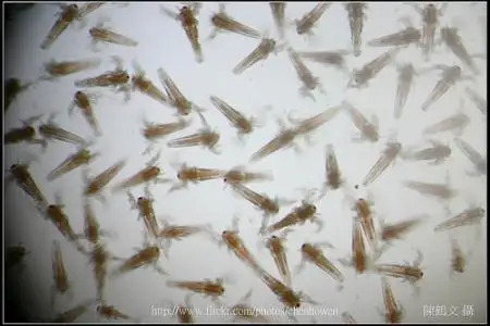 Only Food Fish Flakes Sea Monkeys Monkey Triops Fairy Brine Shrimp Live Artemia Salina Crayfish Prawns Hot Toys Children childrens toys