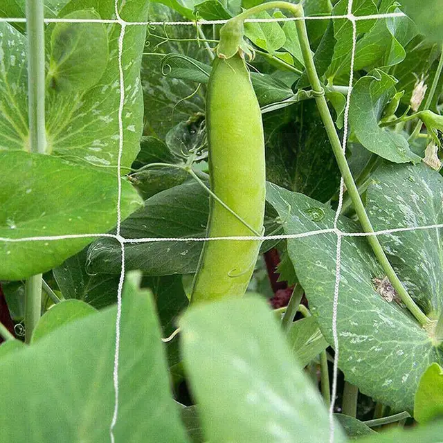 Csomagolt Nylonháló 9 Szálú Puha Nylon Háló Madárcsirke-Háló Védőkert Kerítés Növények O1R6