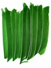 50Pcs 7-10Inch Archery Arrow Fletching Full Length No Cut Colored Turkey Feather for Arrow Vanes Hunting DIY Accessories RW 4