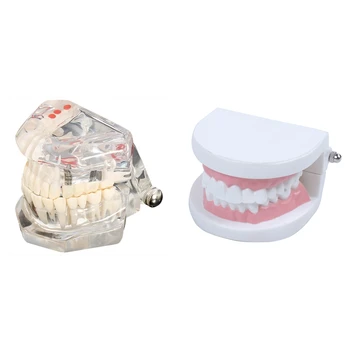 

Dentist Dentist Tooth Model Teach Pink Gummy Gums Standard for Purposes & Tooth Model Model Care Model Denture Dentist De